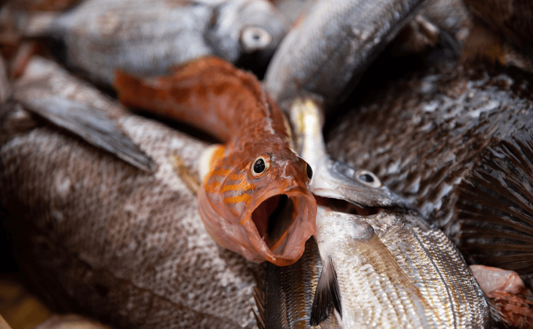 Mała ryba umierająca z braku tlenu. 