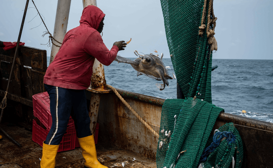 Uwolnienie złowionego przypadkowo żółwia.