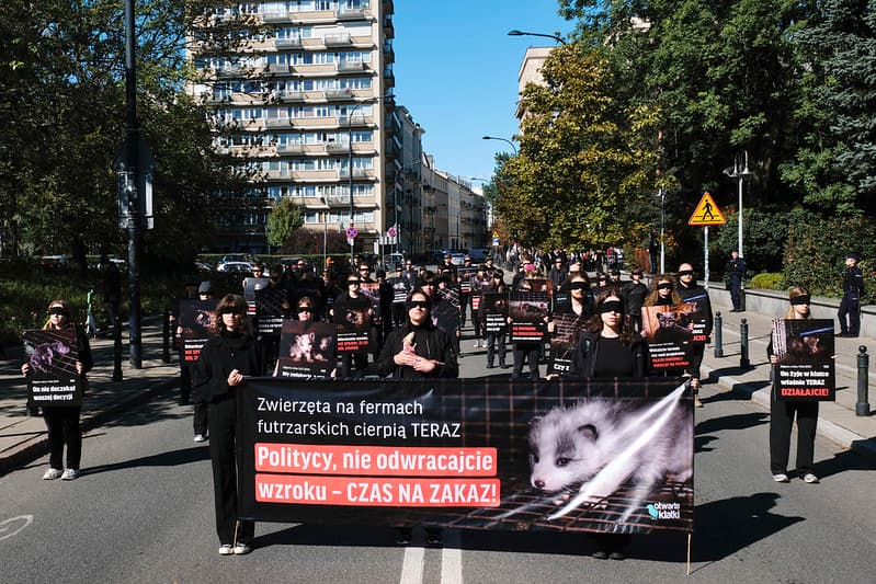 Grupa aktywistów w czarnych ubraniach i opaskach na oczach stoi na jezdni. Trzymają plansze ze zdjęciami cierpiących zwierząt i hasłami wzywającymi polityków do wprowadzenia zakazu hodowli zwierząt na futra.