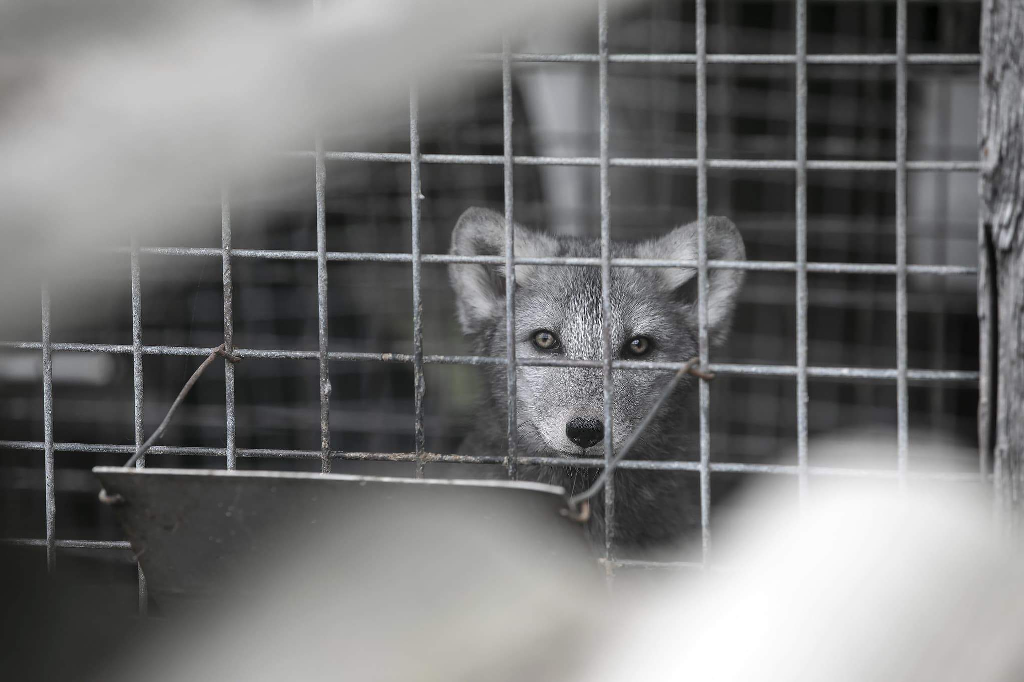 Szary lis zamknięty w klatce na fermie futrzarskiej