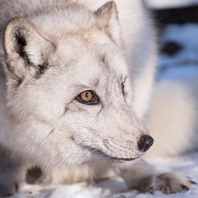 Lis uratowany z fermy, żyjący w azylu dla zwierząt