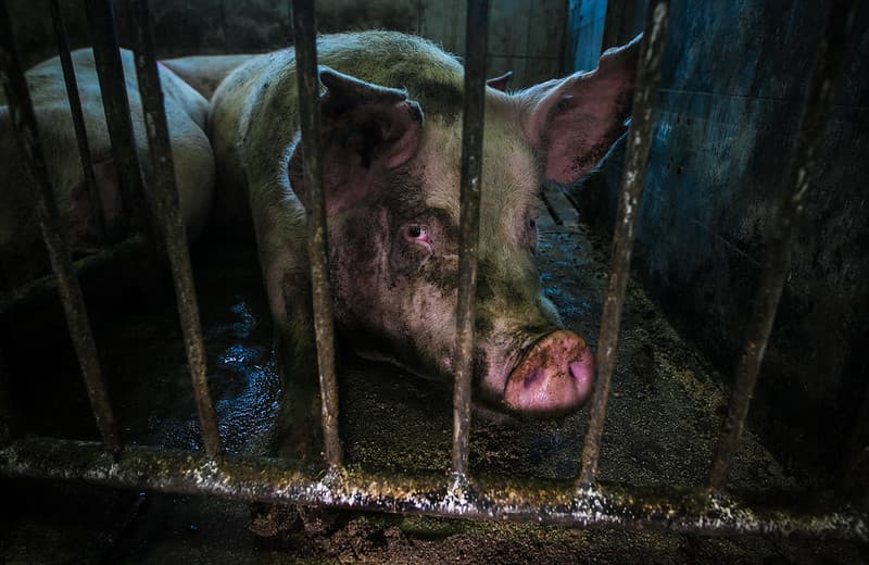 Świnia patrząca smutnym wzrokiem zza krat