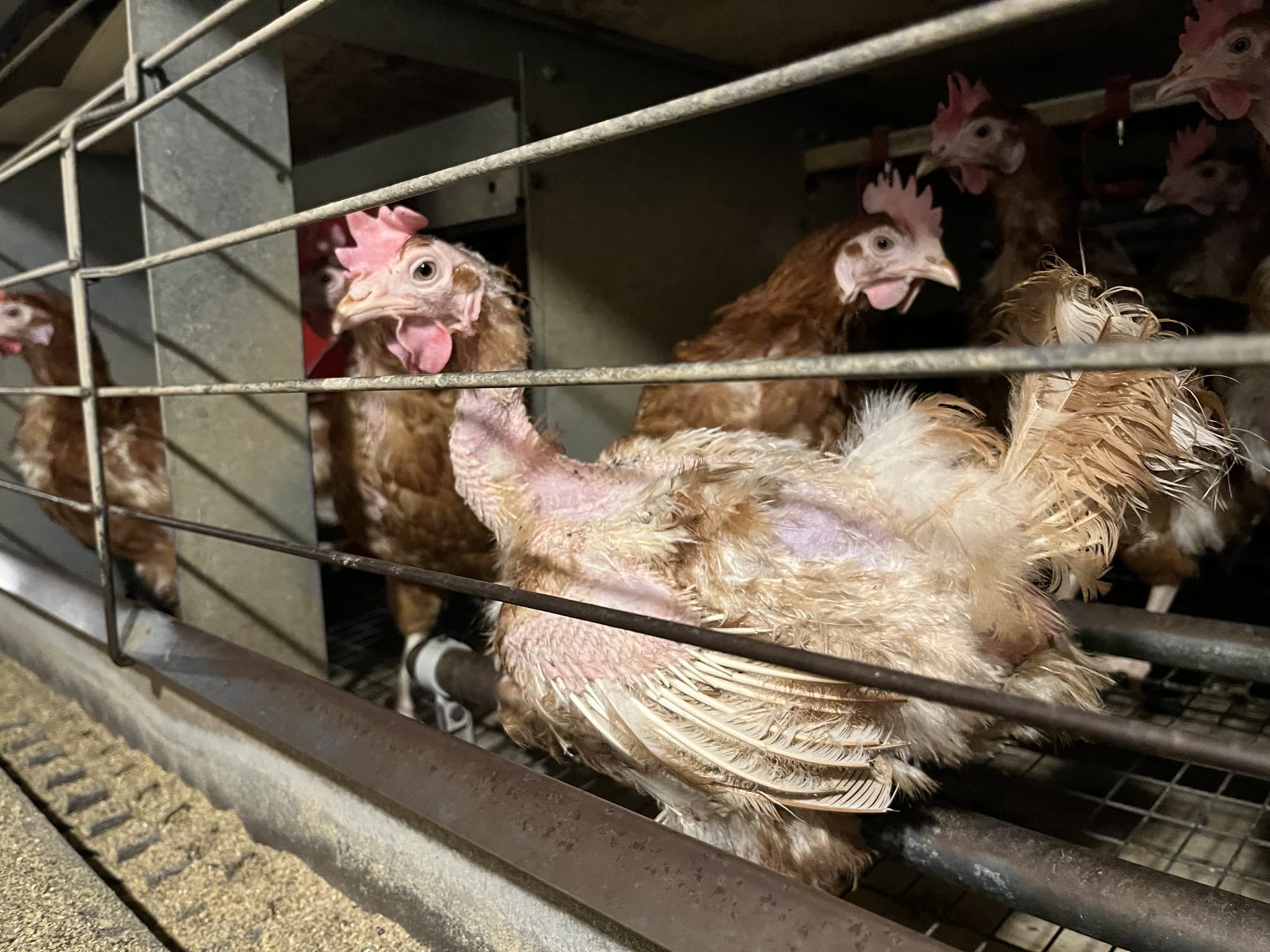 kura z brakami w opierzeniu trzymana w klatce na fermie klatkowej