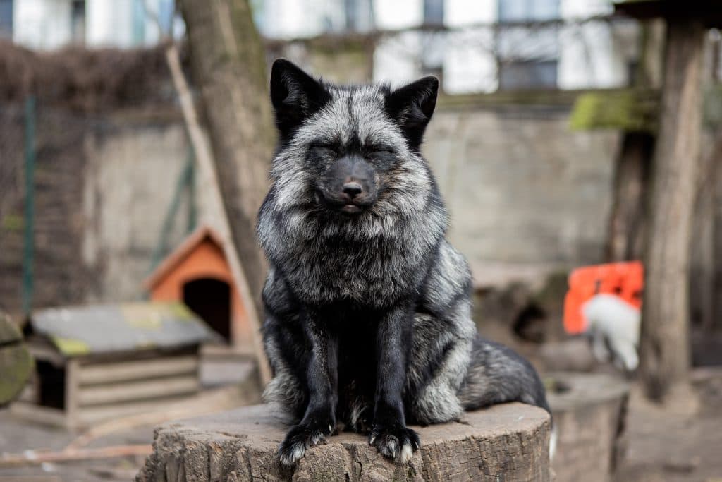 Lis srebrny w azylu w Starym ZOO w Poznaniu